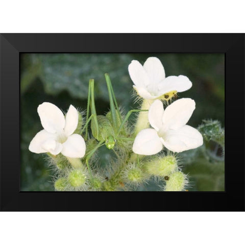 TX, Katydid nymph on flowering Texas bull nettle Black Modern Wood Framed Art Print by Welling, Dave