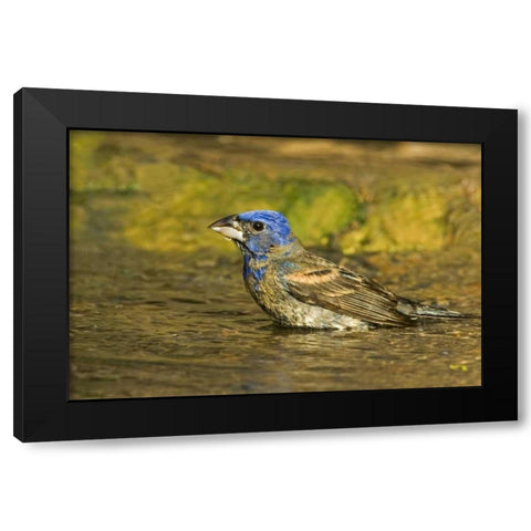 Texas, Rio Grande Valley Blue grosbeak bathing Black Modern Wood Framed Art Print by Welling, Dave