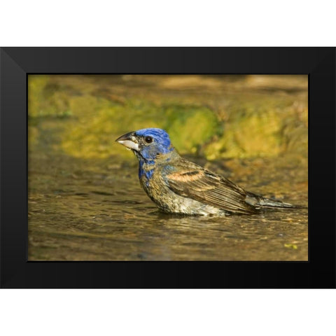 Texas, Rio Grande Valley Blue grosbeak bathing Black Modern Wood Framed Art Print by Welling, Dave