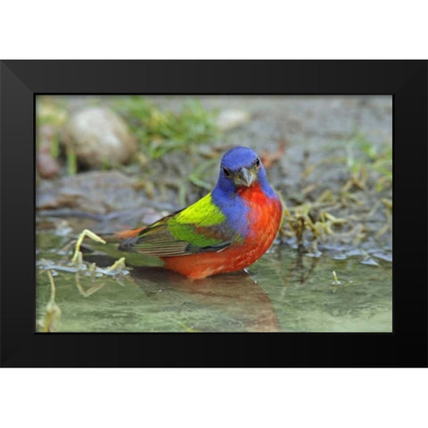 Texas, McMullen Co Painted bunting male bathing Black Modern Wood Framed Art Print by Illg, Cathy and Gordon