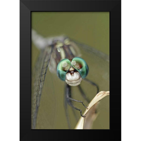 Texas, McMullen County Dragonflys head Black Modern Wood Framed Art Print by Illg, Cathy and Gordon