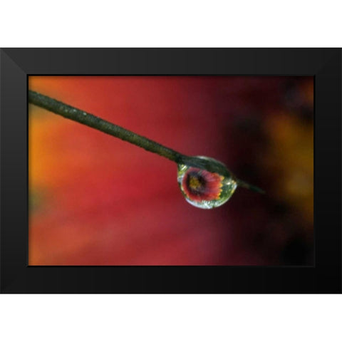 TX, McMullen Co, Flower reflected in water drop Black Modern Wood Framed Art Print by Illg, Cathy and Gordon