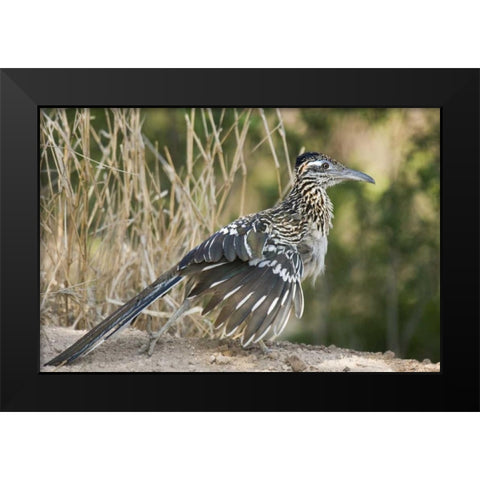 Texas, Starr County Greater roadrunner on ground Black Modern Wood Framed Art Print by Welling, Dave