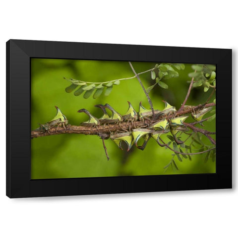 Texas, Hidalgo Co, Thorn treehoppers on a limb Black Modern Wood Framed Art Print by Welling, Dave