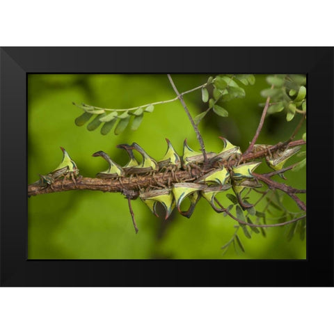 Texas, Hidalgo Co, Thorn treehoppers on a limb Black Modern Wood Framed Art Print by Welling, Dave