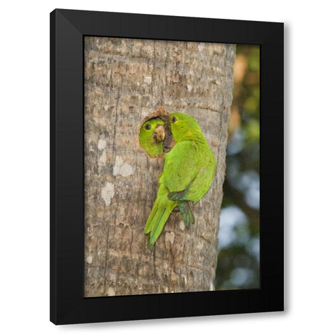 TX, McAllen Green parakeets at cavity nest Black Modern Wood Framed Art Print by Welling, Dave