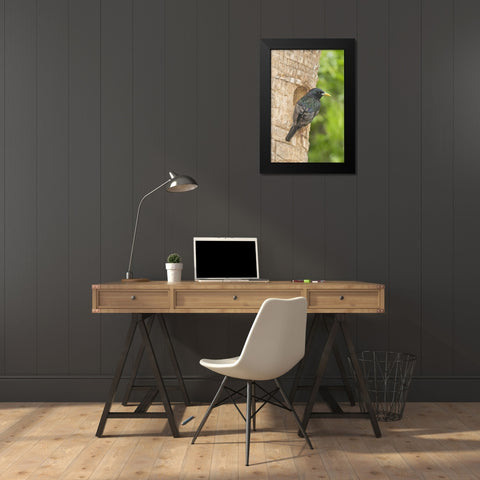 TX, McAllen European starling making a nest Black Modern Wood Framed Art Print by Welling, Dave