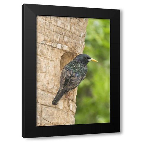 TX, McAllen European starling making a nest Black Modern Wood Framed Art Print with Double Matting by Welling, Dave