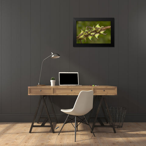 Texas, Hidalgo Co, Thorn treehoppers on a limb Black Modern Wood Framed Art Print by Welling, Dave