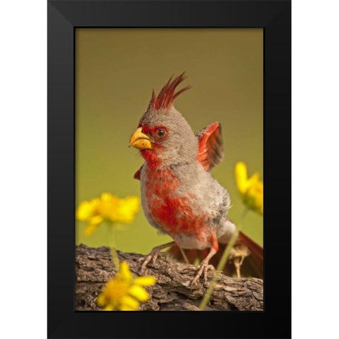 Texas, Hidalgo County Male pyrrhuloxia bird Black Modern Wood Framed Art Print by Illg, Cathy and Gordon