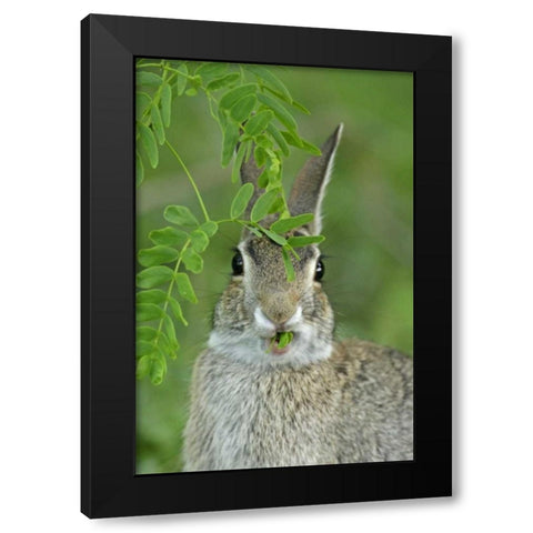 TX, McMullen Co, Eastern cottontail rabbit eats Black Modern Wood Framed Art Print by Illg, Cathy and Gordon