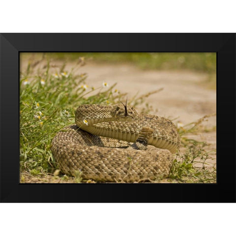 TX, Hidalgo Co, Western diamondback rattlesnake Black Modern Wood Framed Art Print by Illg, Cathy and Gordon