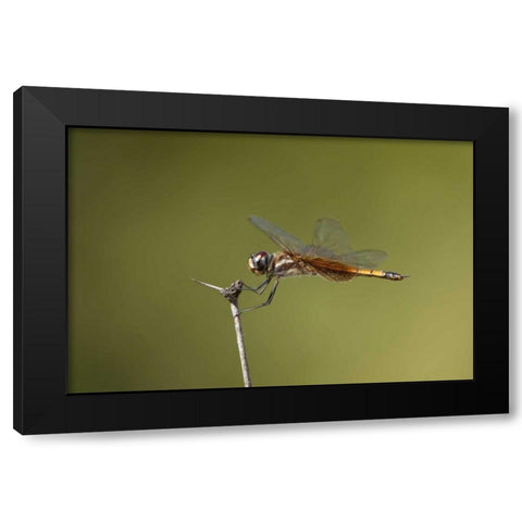 TX, Austin Striped saddlebags dragonfly on stem Black Modern Wood Framed Art Print with Double Matting by Welling, Dave