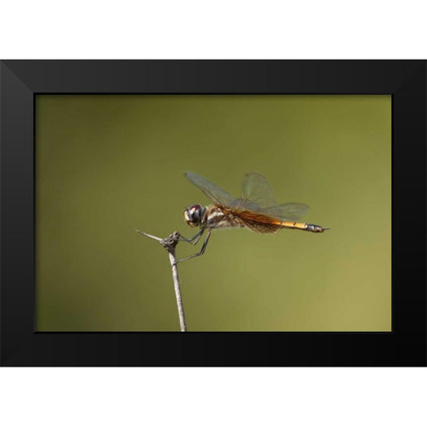 TX, Austin Striped saddlebags dragonfly on stem Black Modern Wood Framed Art Print by Welling, Dave
