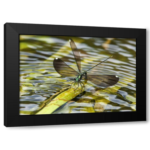 Texas Sparkling jewelwing perched on a leaf Black Modern Wood Framed Art Print by Welling, Dave