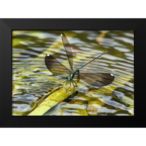 Texas Sparkling jewelwing perched on a leaf Black Modern Wood Framed Art Print by Welling, Dave