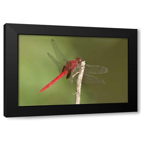 TX, Santa Ana NWR Male claret pondhawk dragonfly Black Modern Wood Framed Art Print with Double Matting by Welling, Dave