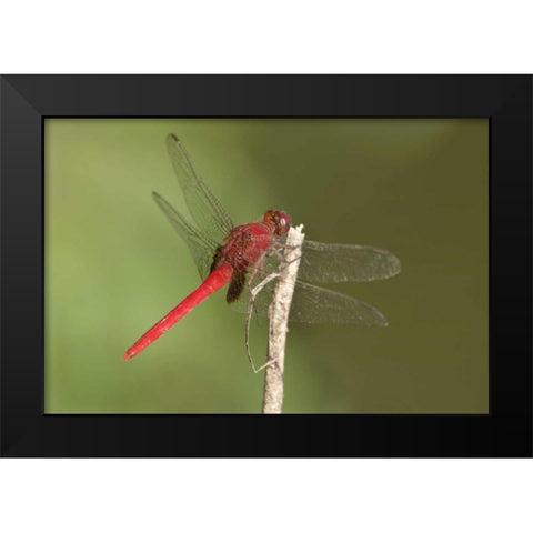 TX, Santa Ana NWR Male claret pondhawk dragonfly Black Modern Wood Framed Art Print by Welling, Dave