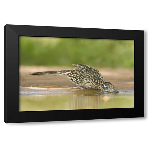 TX, Greater roadrunner bird drinking at a pond Black Modern Wood Framed Art Print by Welling, Dave