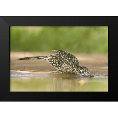 TX, Greater roadrunner bird drinking at a pond Black Modern Wood Framed Art Print by Welling, Dave