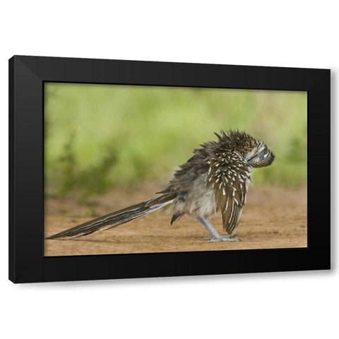 Texas, Adult greater roadrunner bird grooming Black Modern Wood Framed Art Print with Double Matting by Welling, Dave