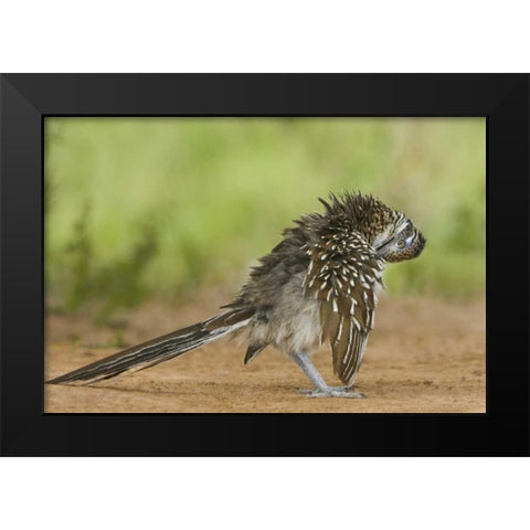 Texas, Adult greater roadrunner bird grooming Black Modern Wood Framed Art Print by Welling, Dave