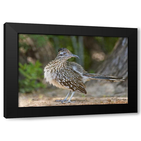 Texas, Rio Grande Valley Greater roadrunner bird Black Modern Wood Framed Art Print with Double Matting by Welling, Dave
