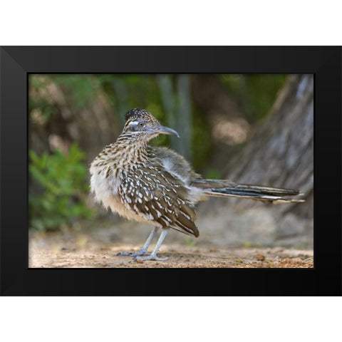 Texas, Rio Grande Valley Greater roadrunner bird Black Modern Wood Framed Art Print by Welling, Dave