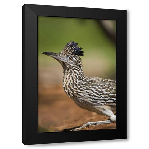 Texas, Rio Grande Valley Greater roadrunner bird Black Modern Wood Framed Art Print with Double Matting by Welling, Dave