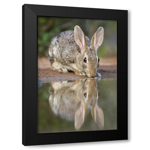 TX, Desert cottontail rabbit drinking at a pond Black Modern Wood Framed Art Print with Double Matting by Welling, Dave