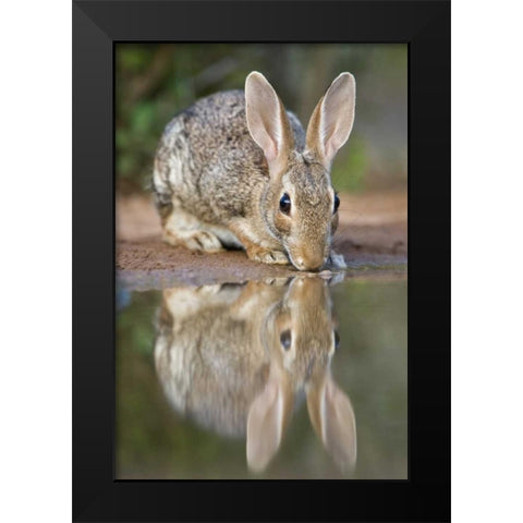 TX, Desert cottontail rabbit drinking at a pond Black Modern Wood Framed Art Print by Welling, Dave
