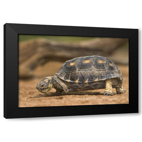 Texas, Rio Grande Valley Texas tortoise Black Modern Wood Framed Art Print with Double Matting by Welling, Dave