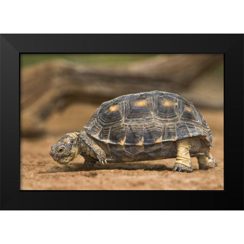 Texas, Rio Grande Valley Texas tortoise Black Modern Wood Framed Art Print by Welling, Dave