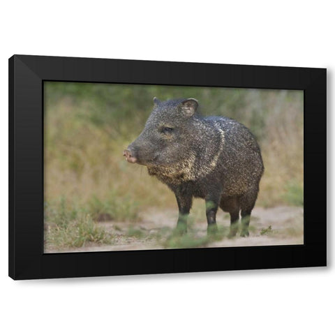 Texas, Rio Grande Valley Close-up of javelina Black Modern Wood Framed Art Print by Welling, Dave