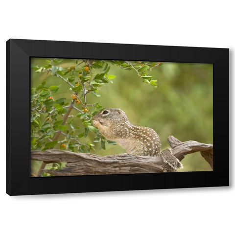 Texas, Mexican ground squirrel eating leaf Black Modern Wood Framed Art Print by Welling, Dave