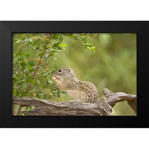 Texas, Mexican ground squirrel eating leaf Black Modern Wood Framed Art Print by Welling, Dave
