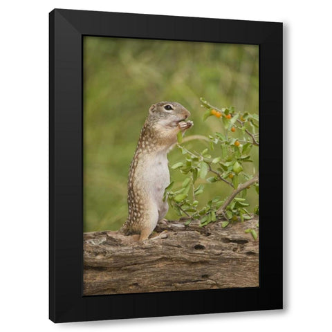 Texas, Mexican ground squirrel eating leaf Black Modern Wood Framed Art Print by Welling, Dave