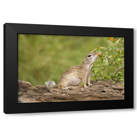 TX, Rio Grande Valley Mexican ground squirrel Black Modern Wood Framed Art Print by Welling, Dave