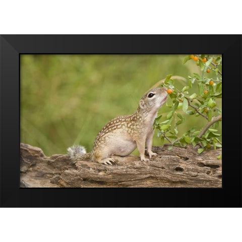 TX, Rio Grande Valley Mexican ground squirrel Black Modern Wood Framed Art Print by Welling, Dave
