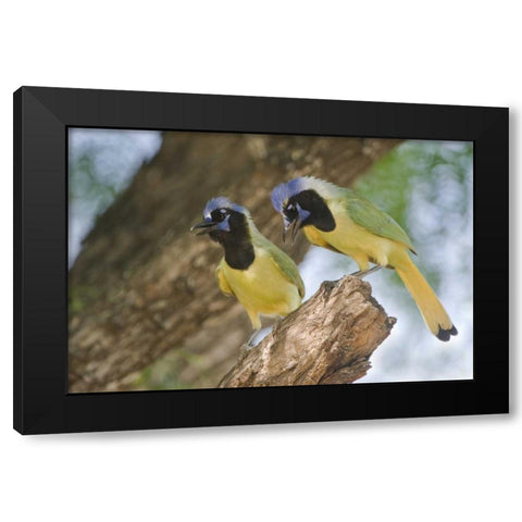 TX, Mated pair of green jays perched in a tree Black Modern Wood Framed Art Print by Welling, Dave