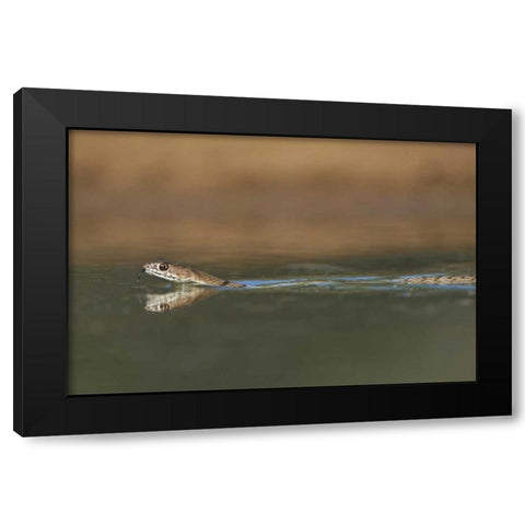 TX, Western coachwhip snake swims in a small pond Black Modern Wood Framed Art Print with Double Matting by Welling, Dave