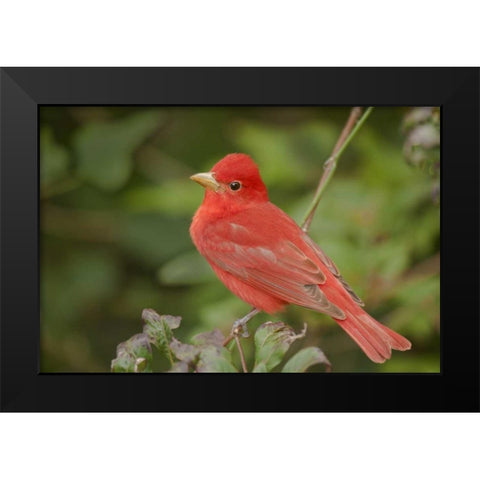 TX, South Padre Is Male summer tanager on a limb Black Modern Wood Framed Art Print by Welling, Dave