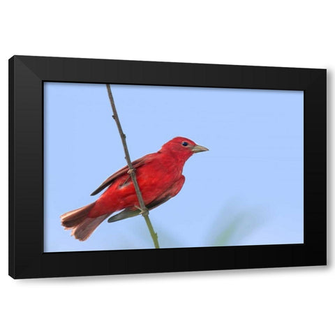TX, South Padre Is Male summer tanager on a limb Black Modern Wood Framed Art Print with Double Matting by Welling, Dave