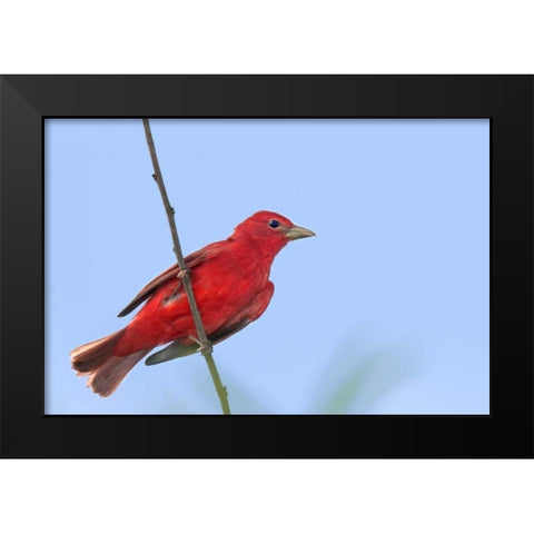TX, South Padre Is Male summer tanager on a limb Black Modern Wood Framed Art Print by Welling, Dave