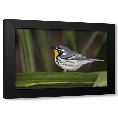 TX, South Padre Isl Male yellow-throated warbler Black Modern Wood Framed Art Print with Double Matting by Welling, Dave