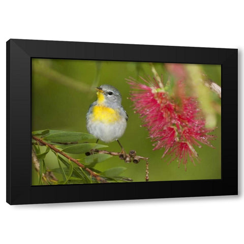 TX, South Padre Island Female northern parula Black Modern Wood Framed Art Print by Welling, Dave