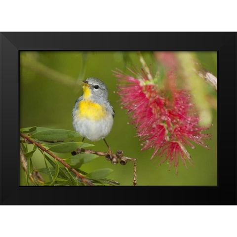 TX, South Padre Island Female northern parula Black Modern Wood Framed Art Print by Welling, Dave