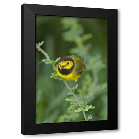 TX, South Padre Island Male hooded warbler Black Modern Wood Framed Art Print by Welling, Dave
