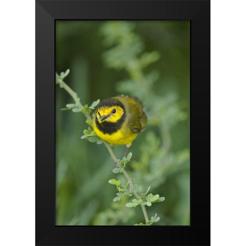 TX, South Padre Island Male hooded warbler Black Modern Wood Framed Art Print by Welling, Dave