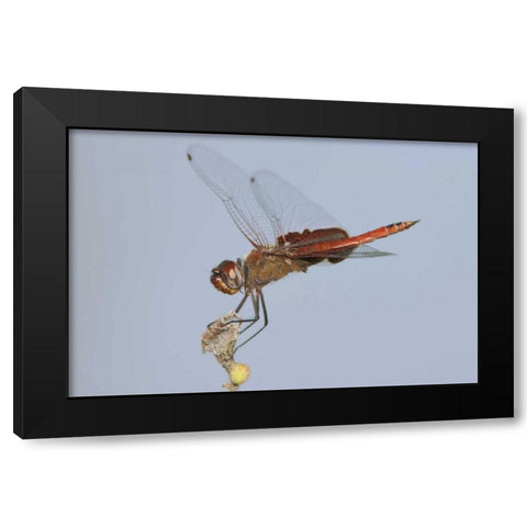 TX, Travis Co, Red saddlebags perches on a limb Black Modern Wood Framed Art Print by Welling, Dave
